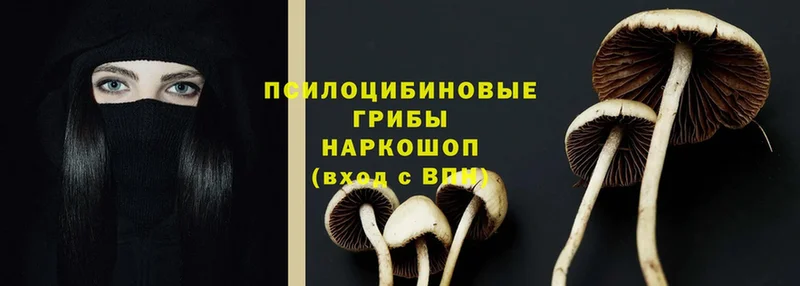 Псилоцибиновые грибы Cubensis  Новоалтайск 