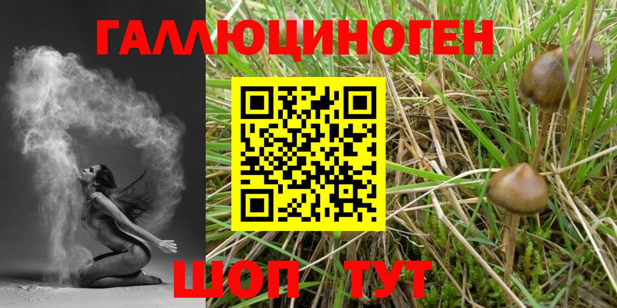 Псилоцибиновые грибы мицелий  Новоалтайск  Псилоцибиновые грибы Cubensis 